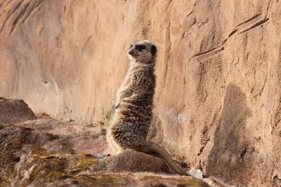 Meercat  standing on rock