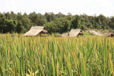 Scenic view of farm against sky