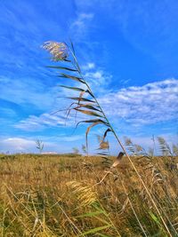 Close-up of grass on field against blue sky