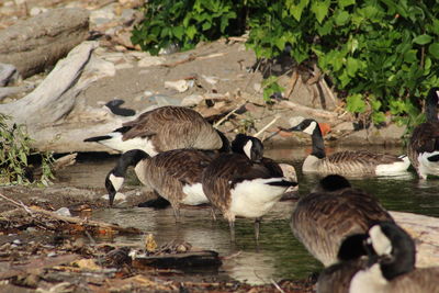 Flock of birds in lake