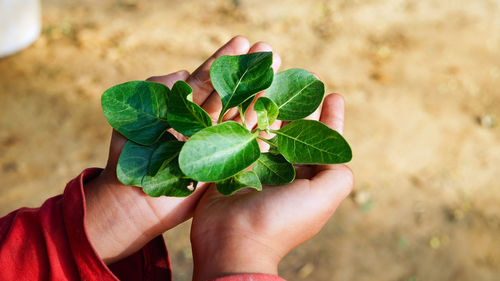 Close-up of hand holding plant