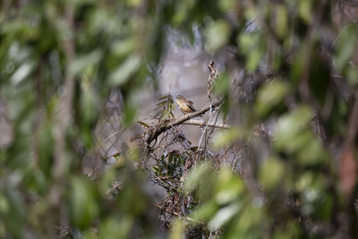 Close-up of bird perching on plant