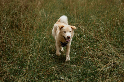 Dog running on grass