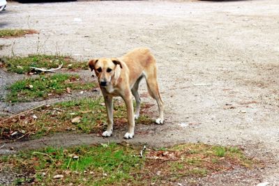 Portrait of dog walking on land