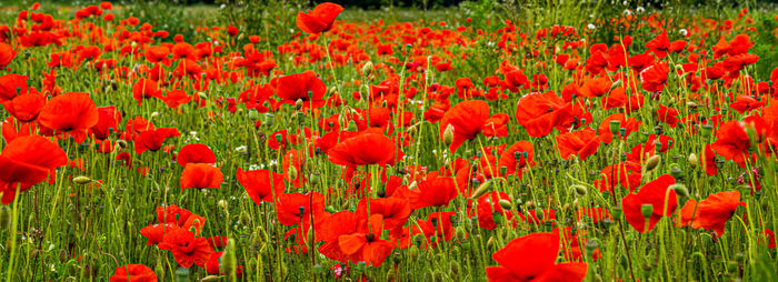 Close-up of red poppy field flowers on field