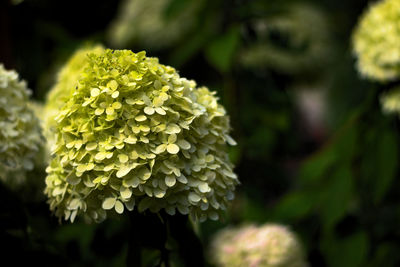 Close-up of yellow flowering plant