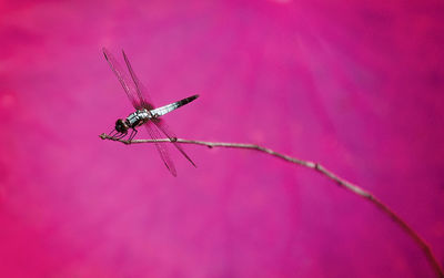 Close-up of insect