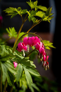 plant