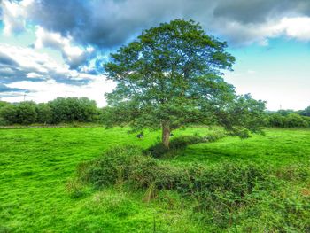 Scenic view of grassy field against cloudy sky