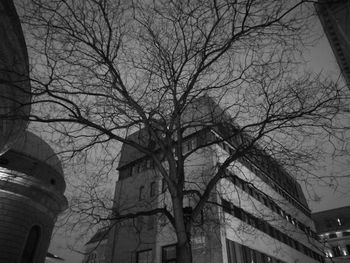 Low angle view of bare tree in city
