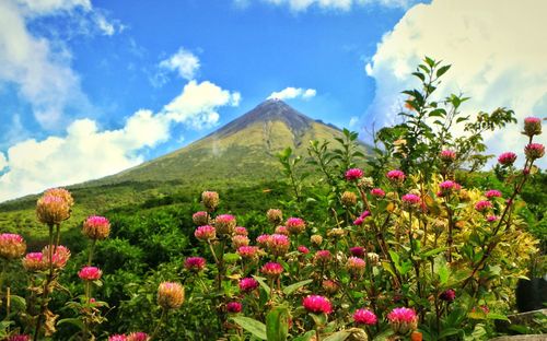 Pink flowers growing in front of mountains against blue sky