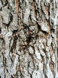 Full frame shot of tree trunk