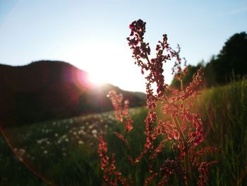 Plants growing on field against sky