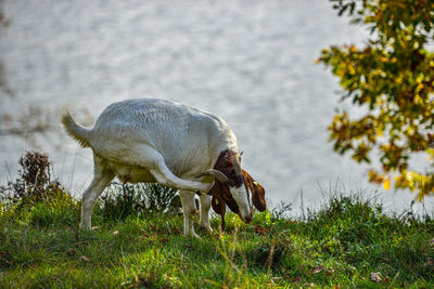 View of a horse grazing on field