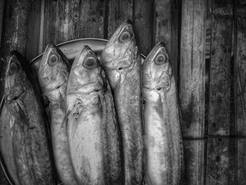 Close-up of fish on wood