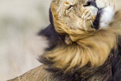 Close-up of lion shaking head