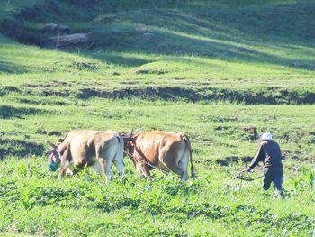 Horses on grassy field