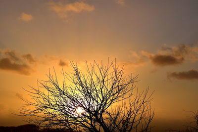 Low angle view of silhouette tree against sky during sunset