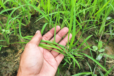 Close-up of hand holding leaf on grass