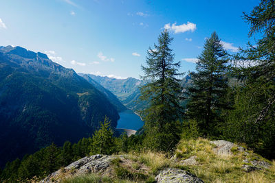 Scenic view of pine trees against sky