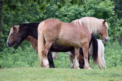 Horses on field