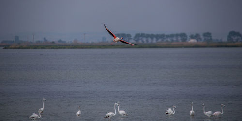 Flmingos flying over sea