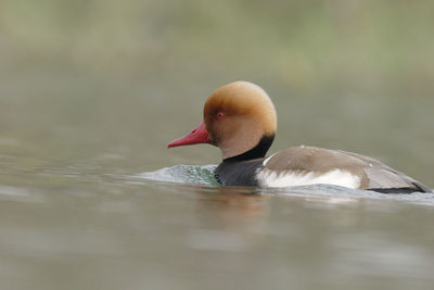 Close-up of duck swimming in lake