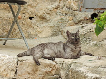 Portrait of cat sitting on rock