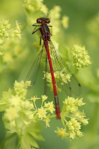 Close-up of insect on flower