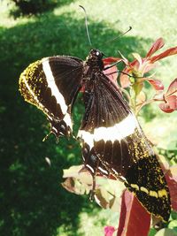 Close-up of butterfly on leaf