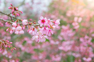 Close-up of pink cherry blossoms in spring