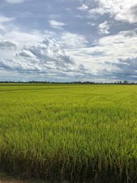 Scenic view of agricultural field against sky