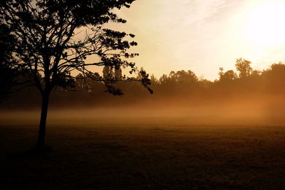 Trees on misty landscape against the sky