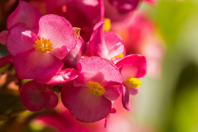 Close-up of pink flowers blooming outdoors