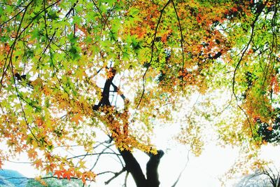 Low angle view of man walking on tree during autumn