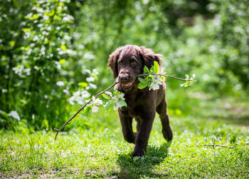 Portrait of dog on field