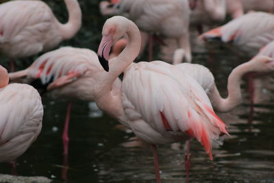 Close-up of flamingos in lake