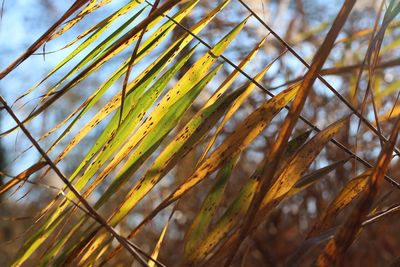 Close-up of fresh yellow leaf on field