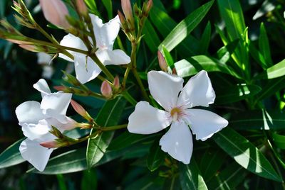 Close-up of white flowering plants