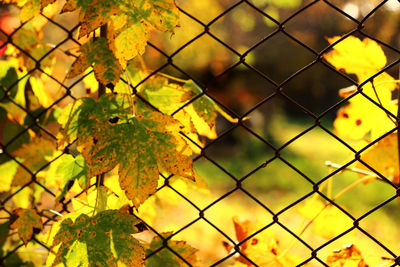 Close-up of maple leaves on chainlink fence