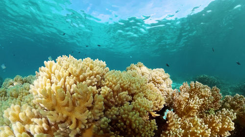 Close-up of coral in sea