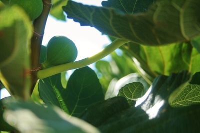 Close-up of leaves