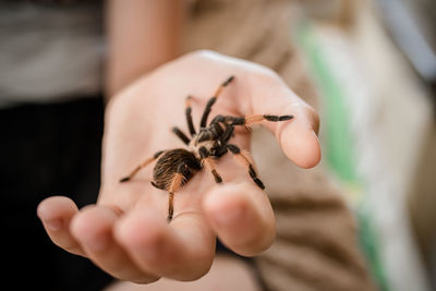 Cropped hand of man holding spider