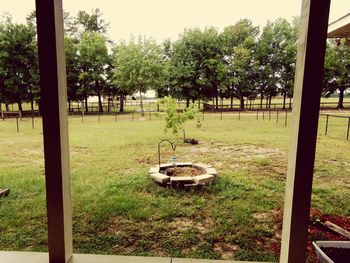 Trees on field against sky