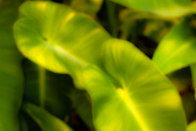 Close-up of green leaf