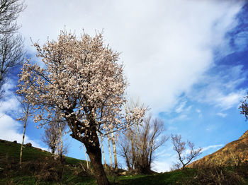 Low angle view of flowering tree against sky