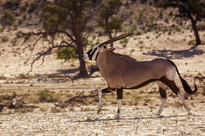 Side view of horse on field