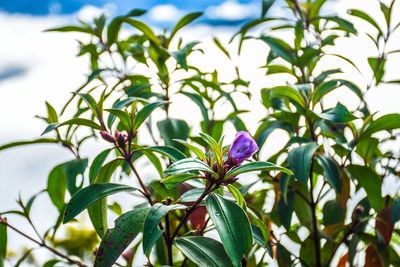 Close-up of purple flowering plant