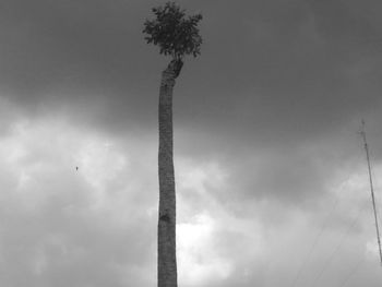 Low angle view of coconut palm tree against sky