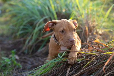 Dog looking away on field